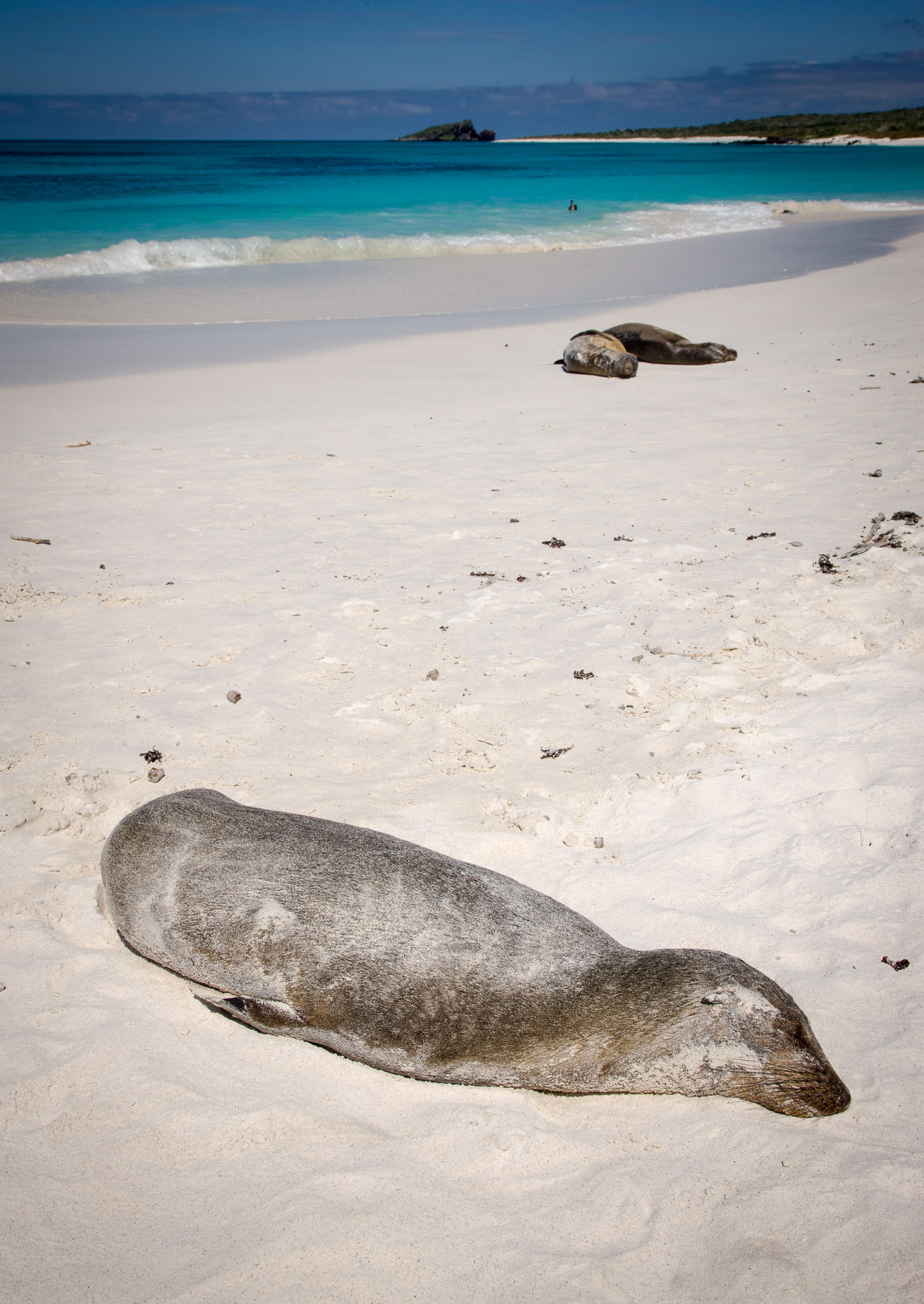 Hundreds of sea lions