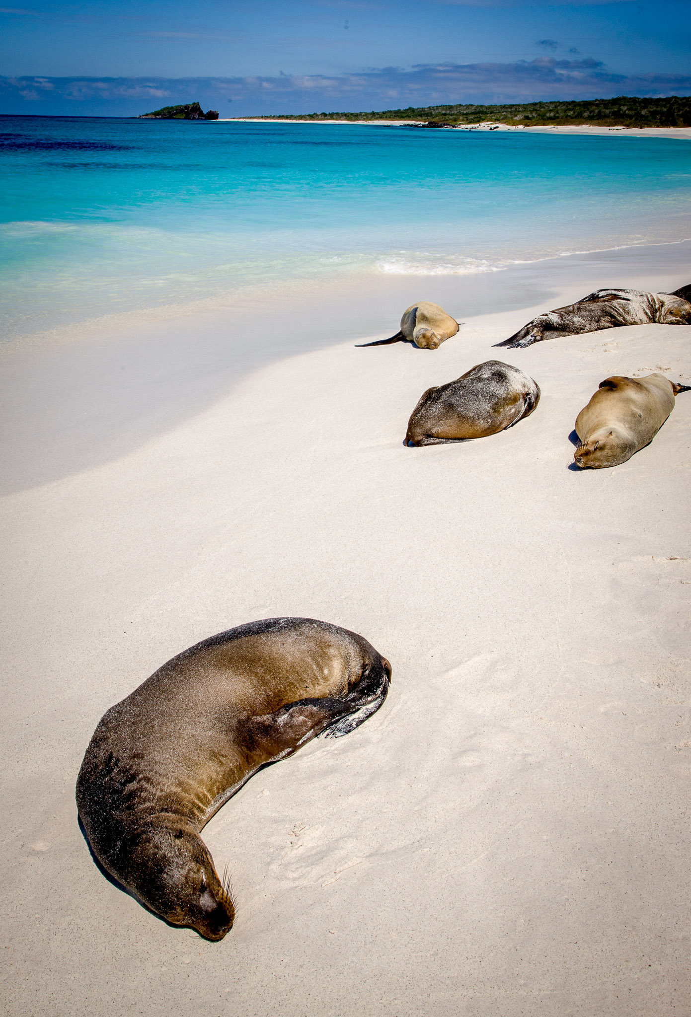 Hundreds of sea lions on Isla Espanola