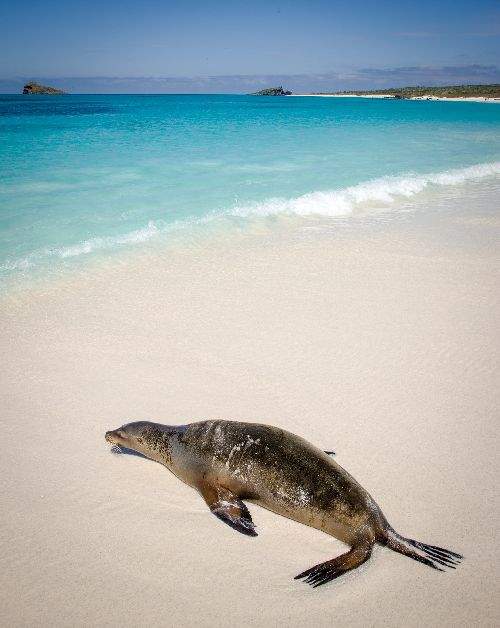 Hundreds of sea lions