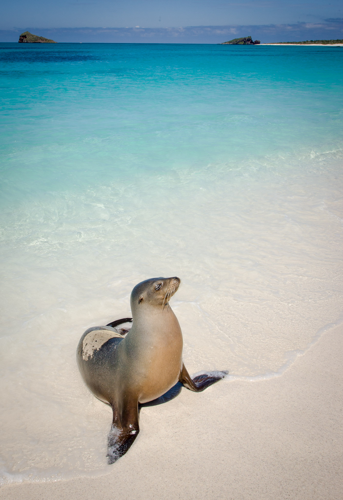 Hundreds of sea lions