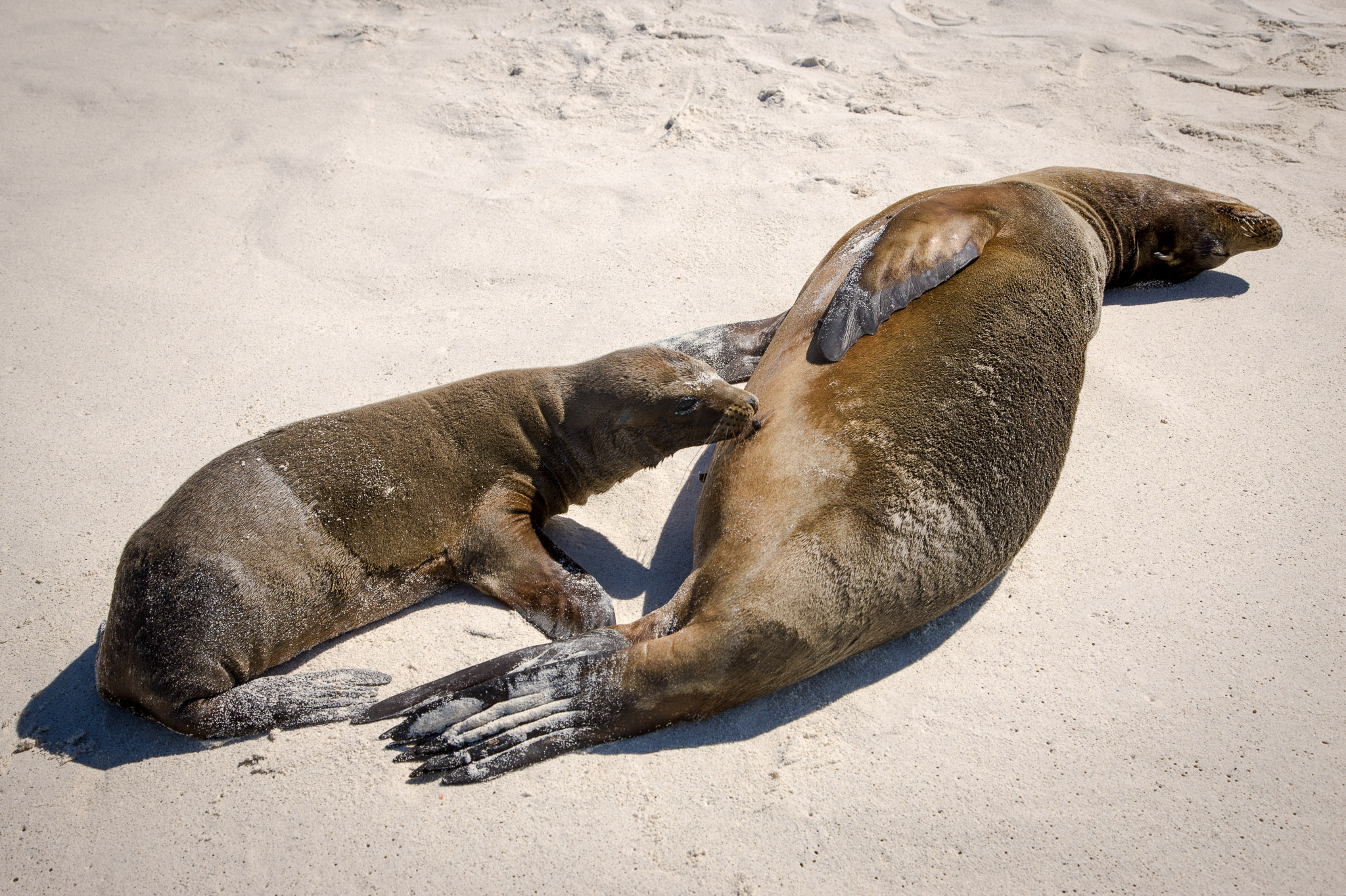 Hundreds of sea lions