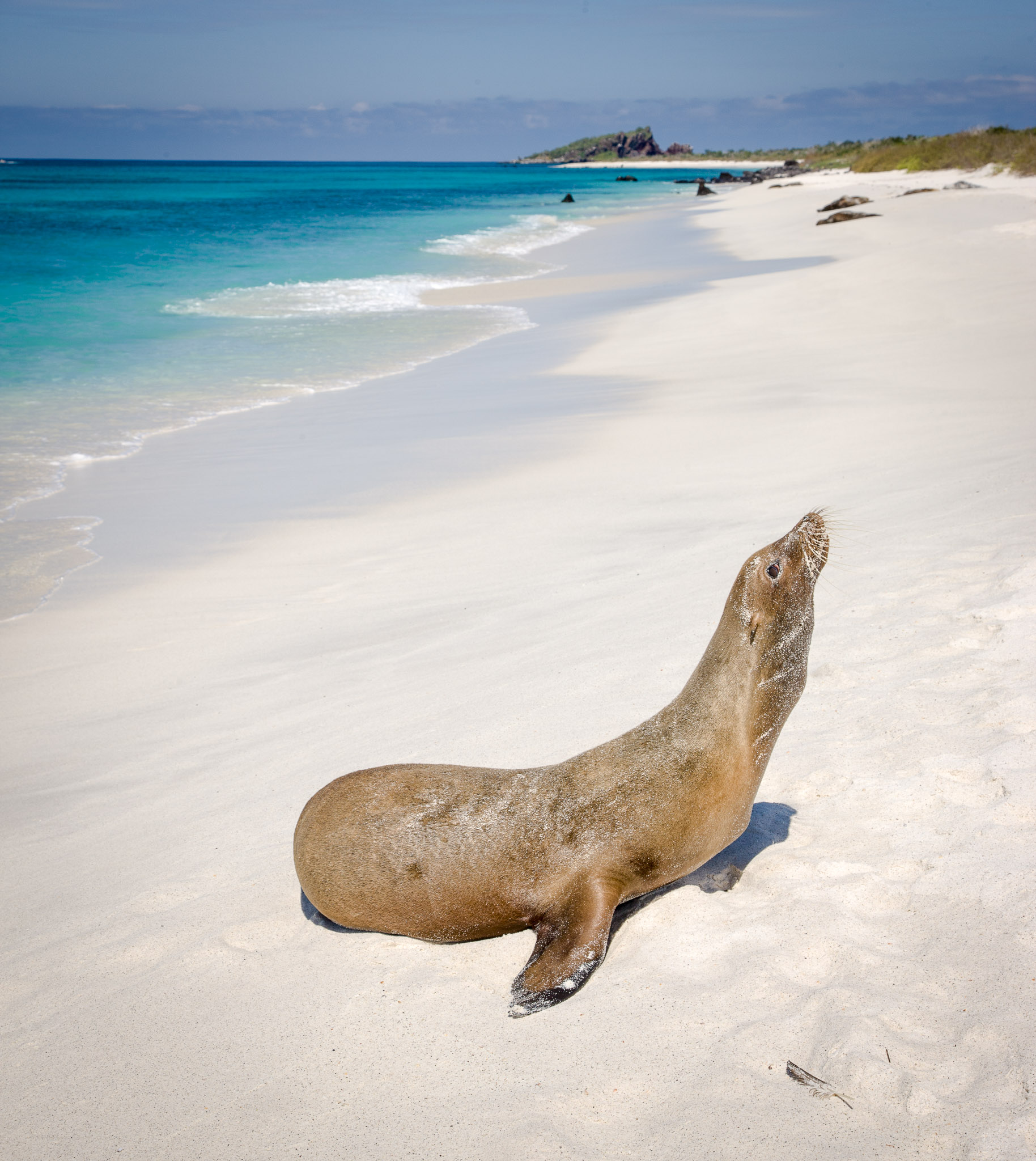 Hundreds of sea lions