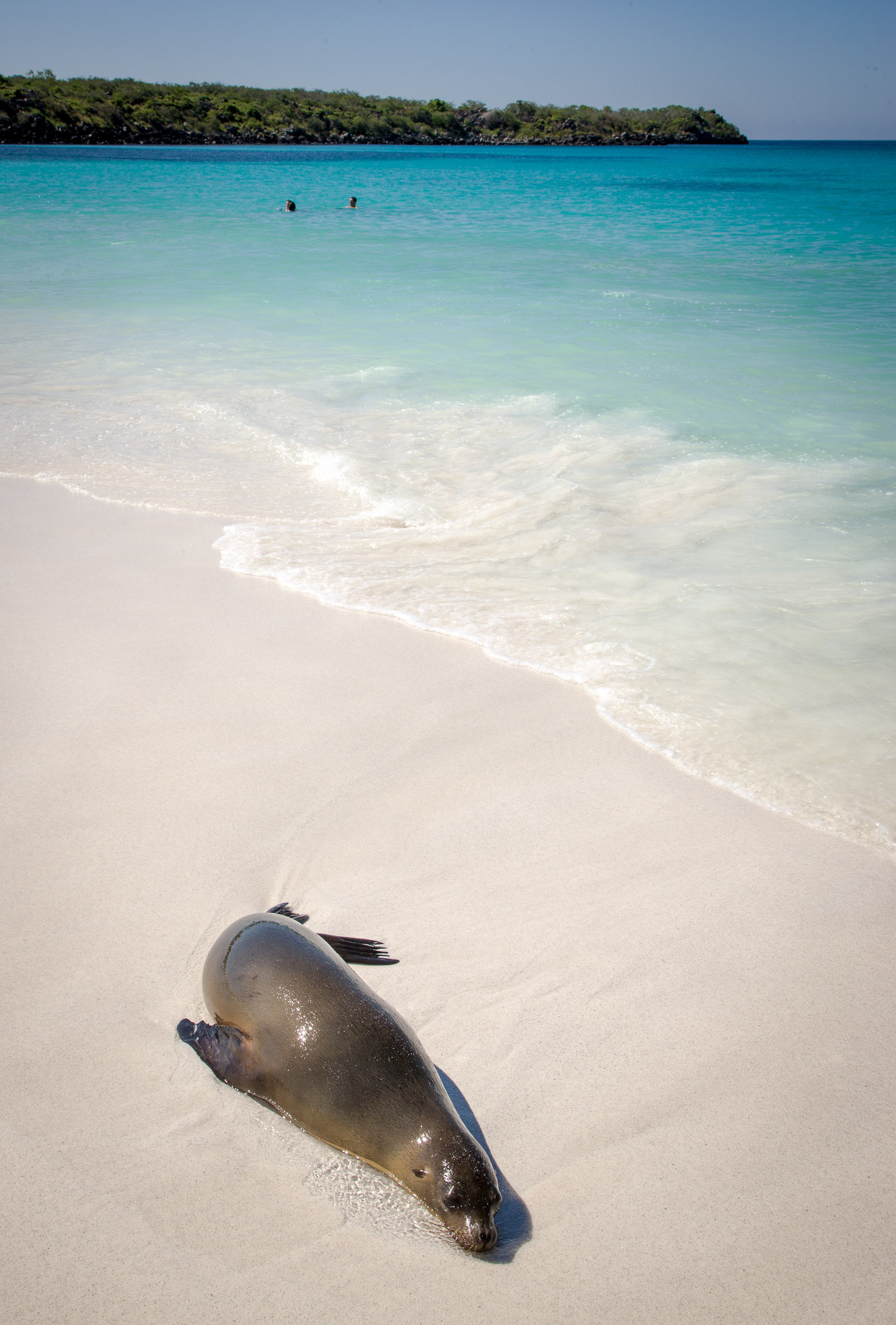 Swimming with the locals