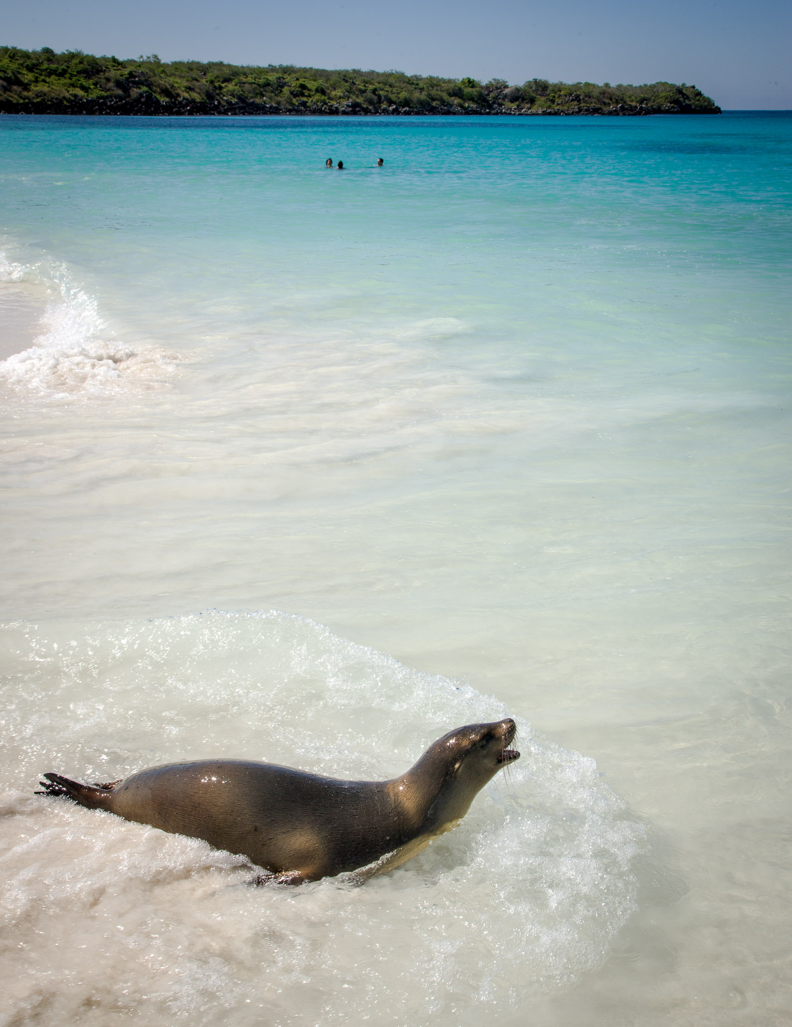 Swimming with the locals