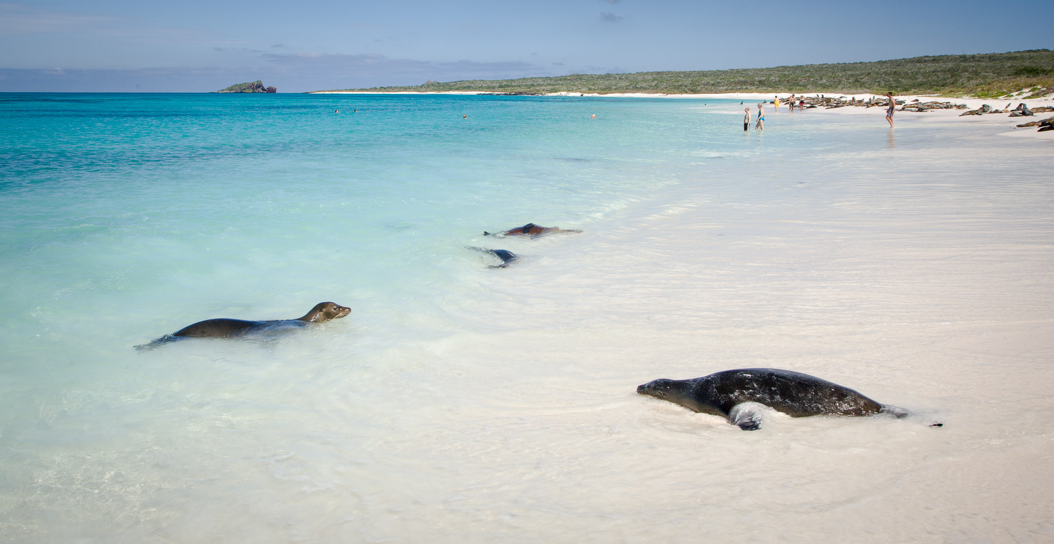 Hundreds of sea lions