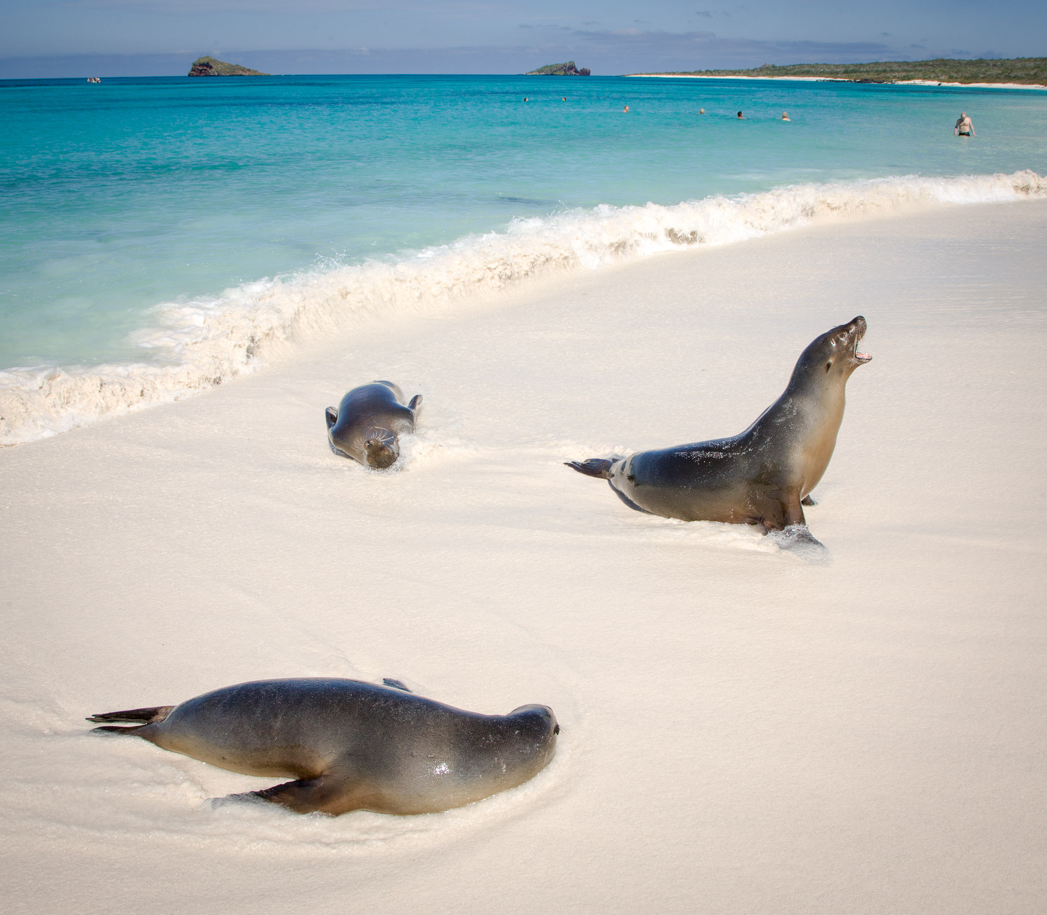 Hundreds of sea lions