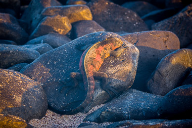 Marine iguanas warming up before first swim of the day on Isla Espanola