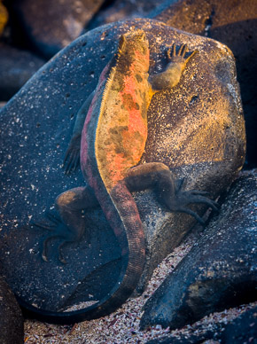 Marine iguanas warming up before first swim of the day