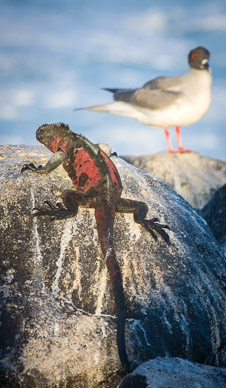 Marine iguanas warming up before first swim of the day