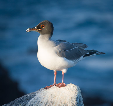 Swallow-tailed gull