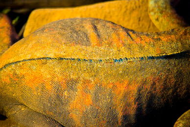 Back of a marine iguana