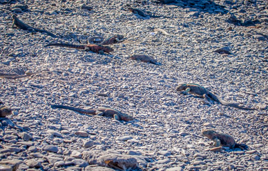 Marine iguanas  digging nests
