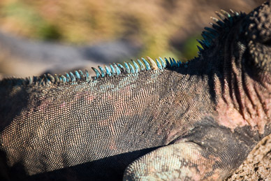 Marine iguanas warming up before first swim of the day