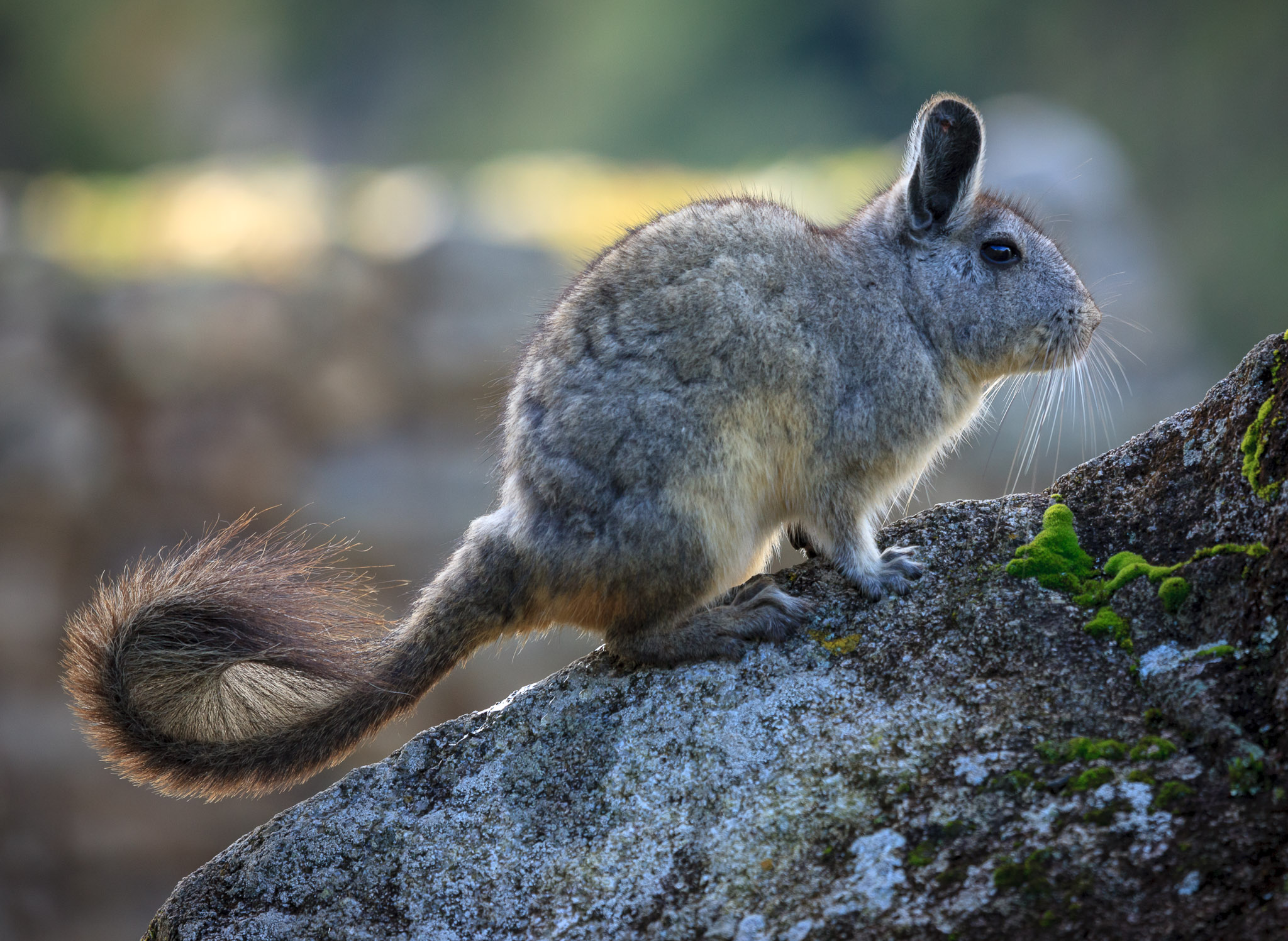 Viscacha at Machu Picchu