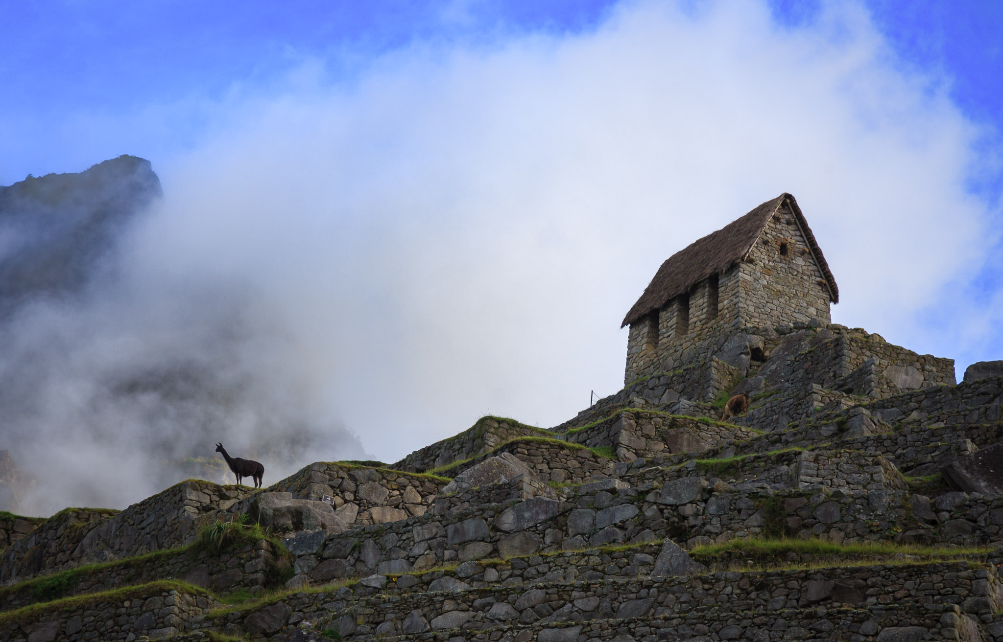 "Watchman's Hut" & Illama, Machu Picchu