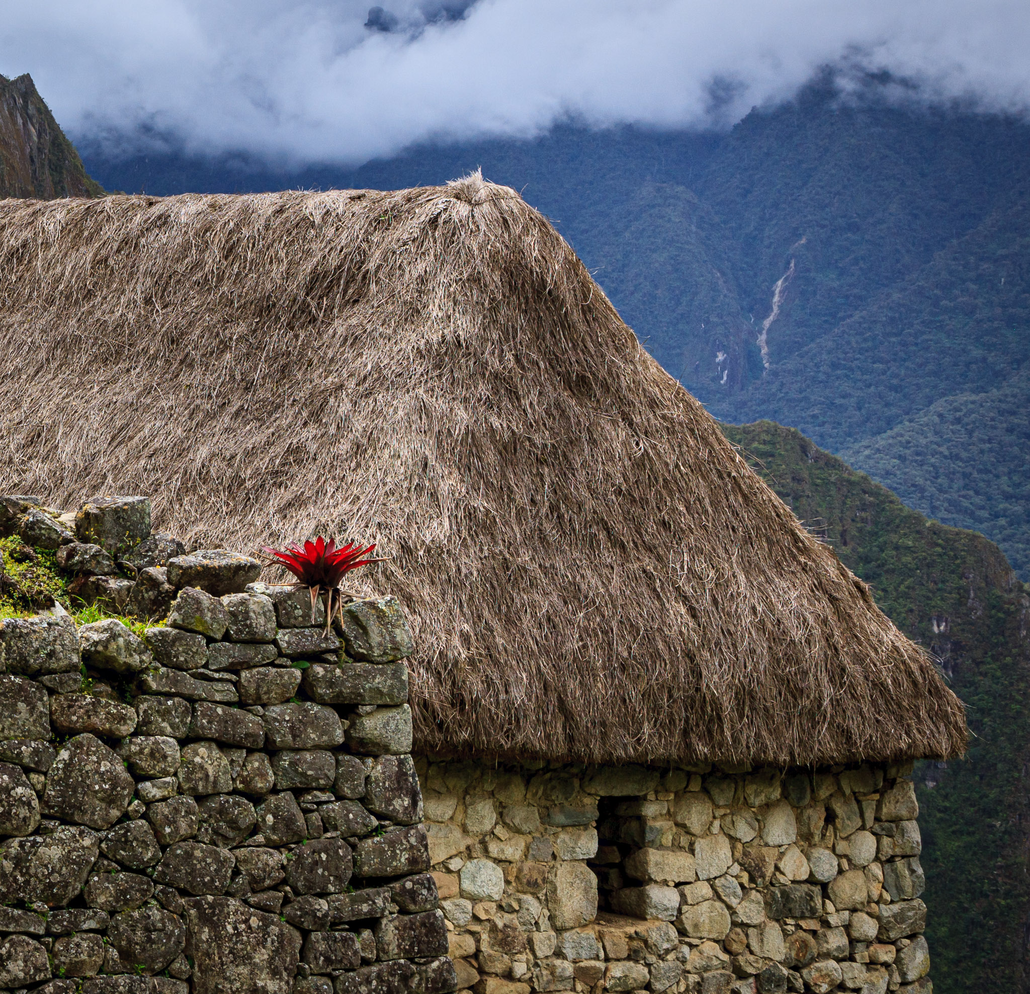 Bromeliad at Machu Picchu