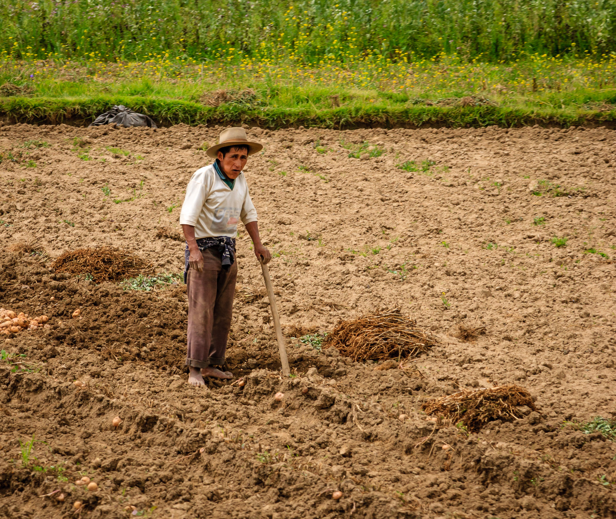 Potato farming in upper Sacred Valley