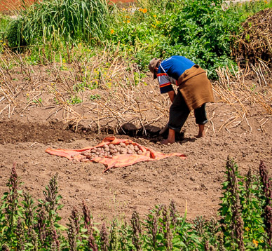 Harvesting potatoes outside Cusco