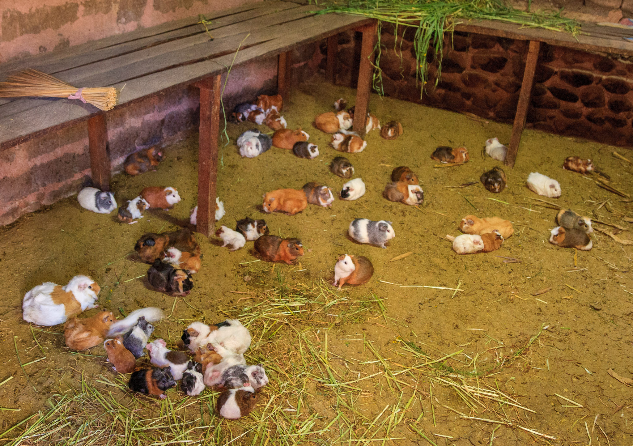 Guinea pigs, meat staple