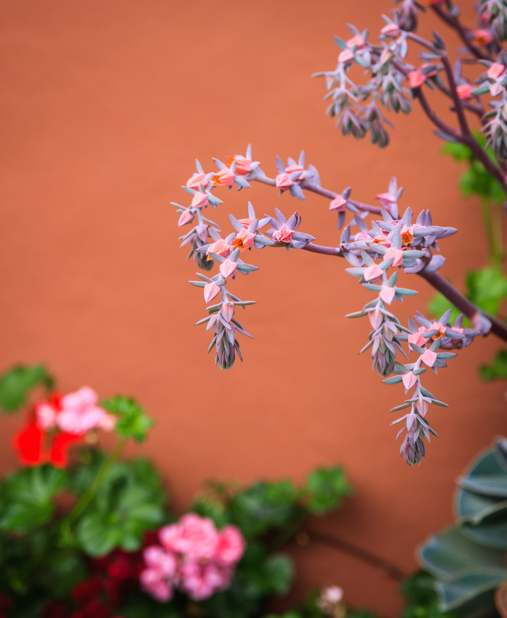 Gardens at Hotel Sol y Luna, Pisaq