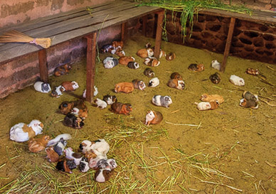 Guinea pigs, meat staple