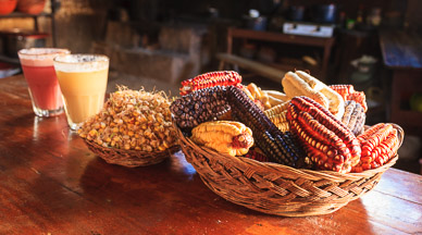 Chicha, beer made from sprouted maize