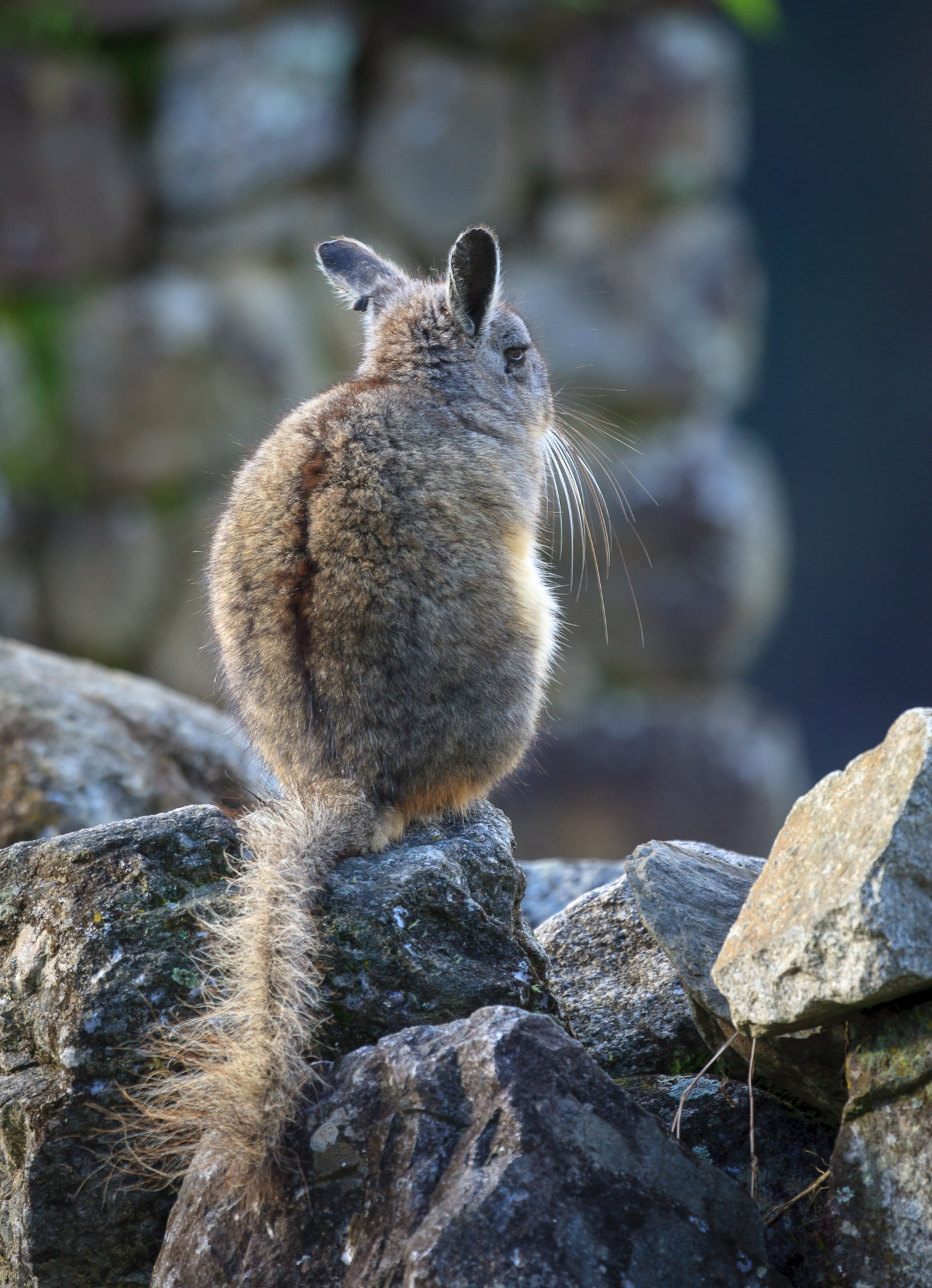 Viscacha at Machu Picchu