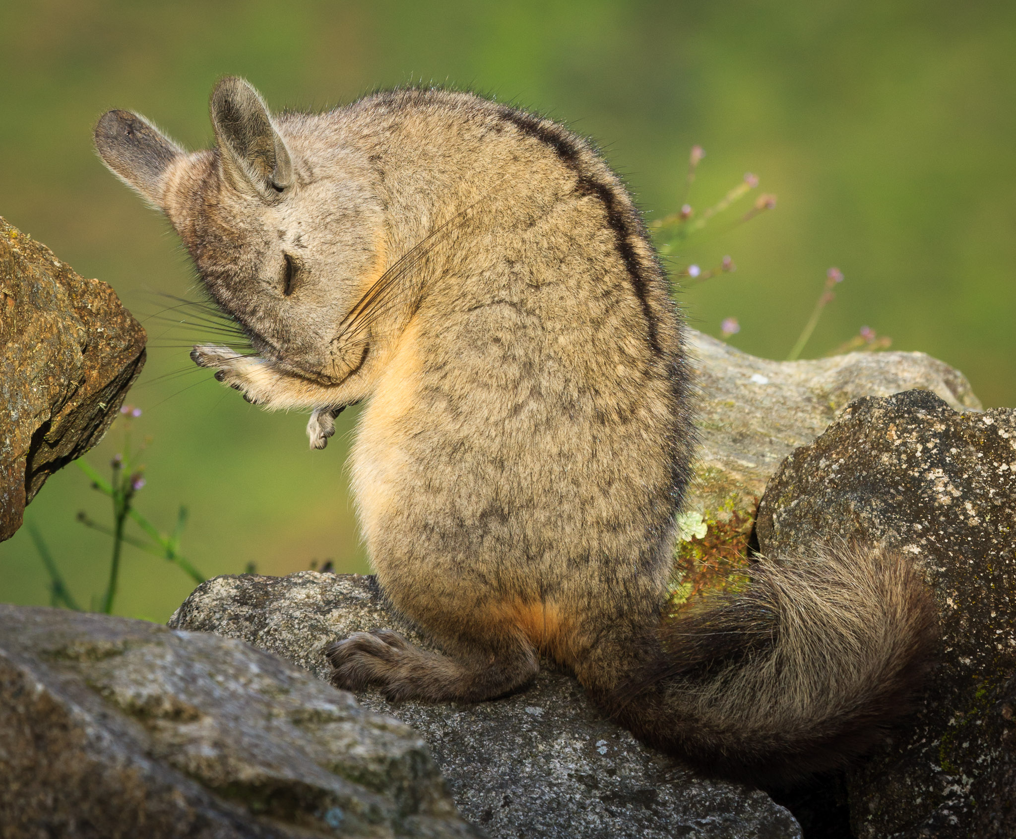 Viscacha at Machu Picchu