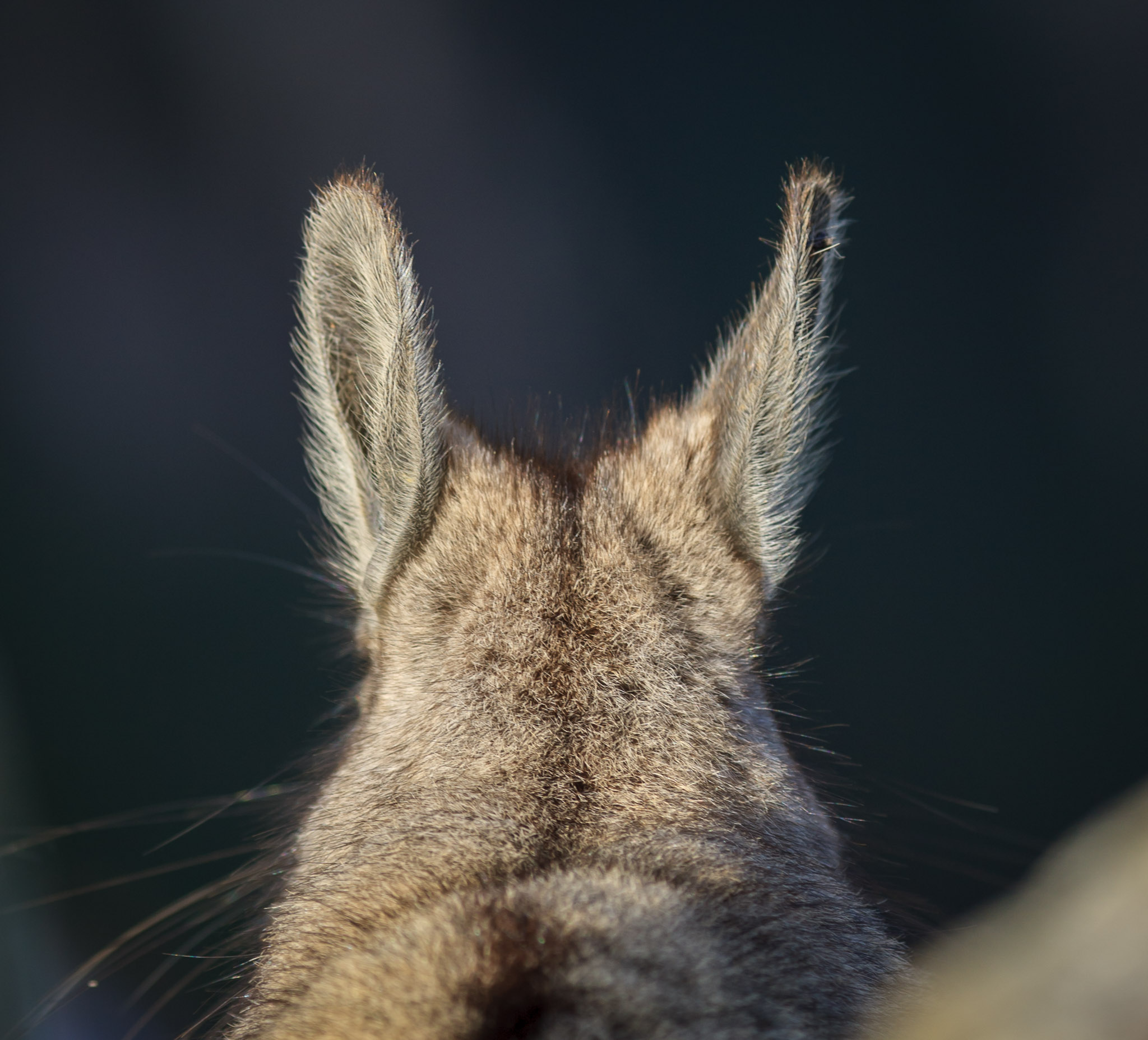 Viscacha at Machu Picchu