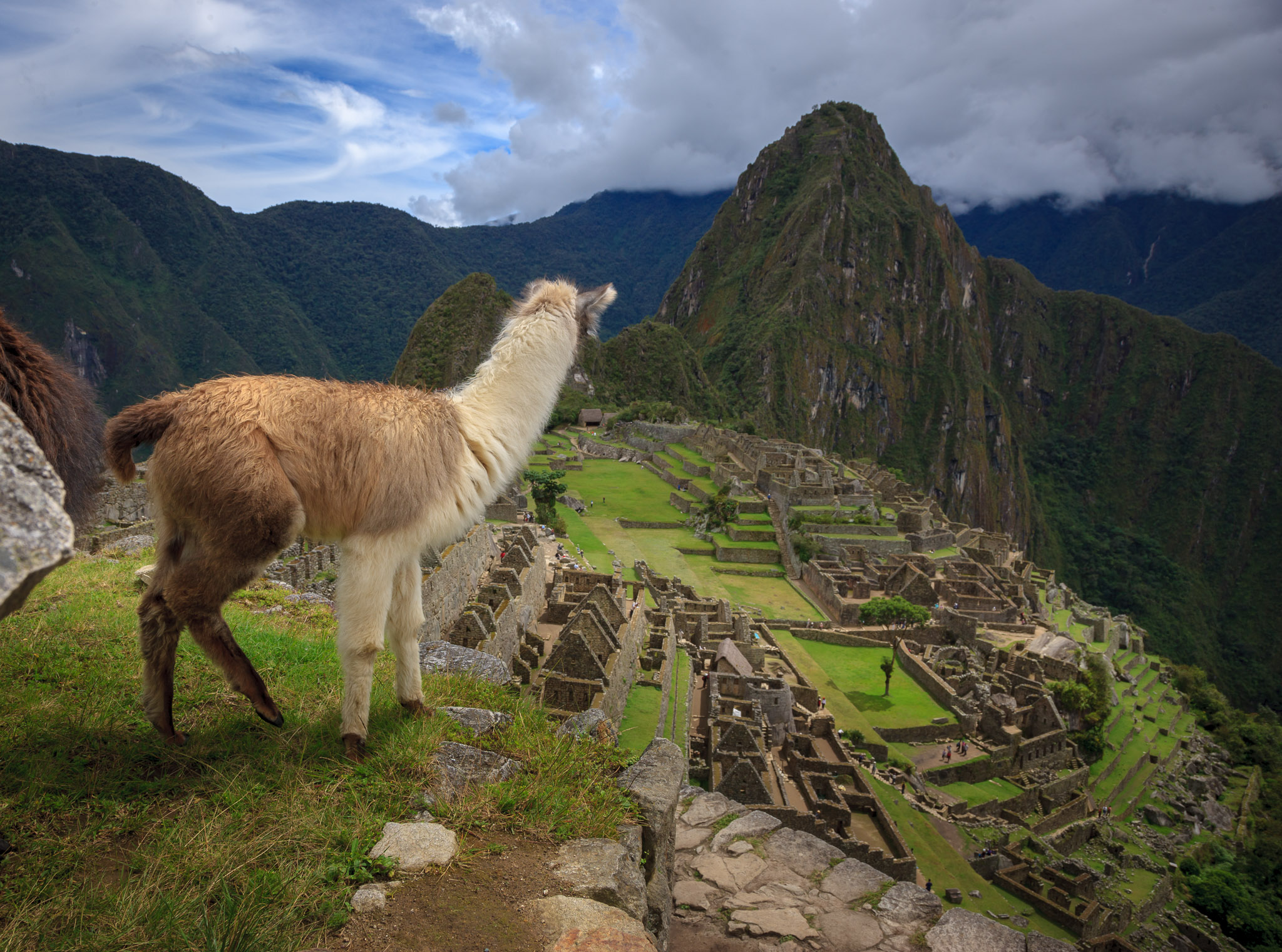 Lllama, Machu Picchu & Wayna Picchu