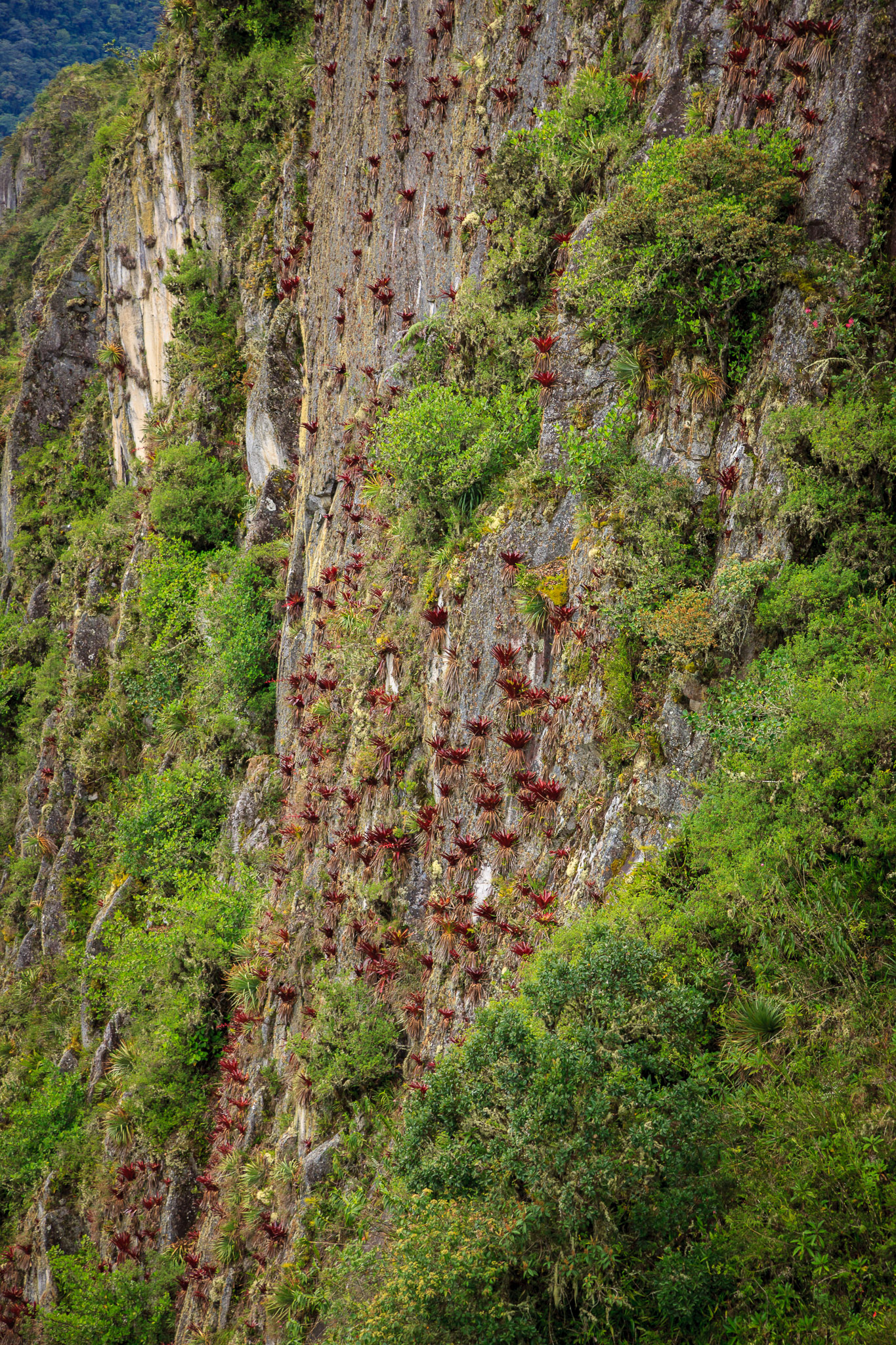 Bromeliad-covered cliffs