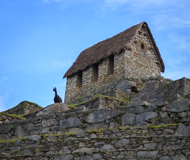 "Watchman's Hut" & Illama