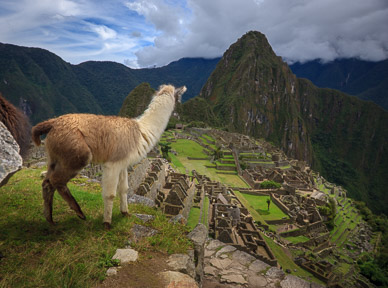 Lllama, Machu Picchu & Wayna Picchu