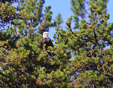 Bald eagle on Wikiup Reservoir