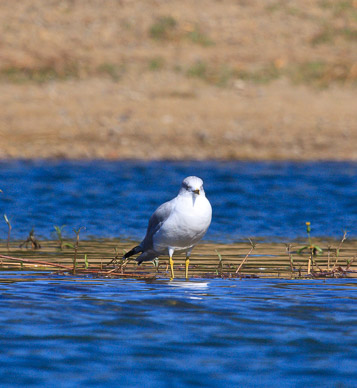 Shorebird on Wikiup Reservoir
