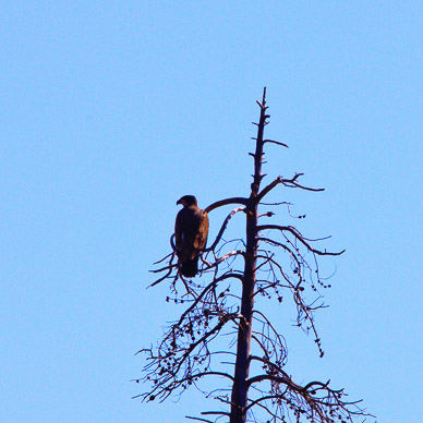 Hawk on Wikiup Reservoir