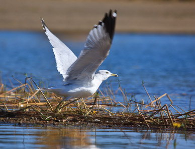 Shorebird on Wikiup Reservoir