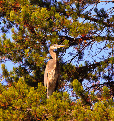Crane on Wikiup Reservoir