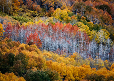 Fall aspen, Fish Creek, Steens Mountain