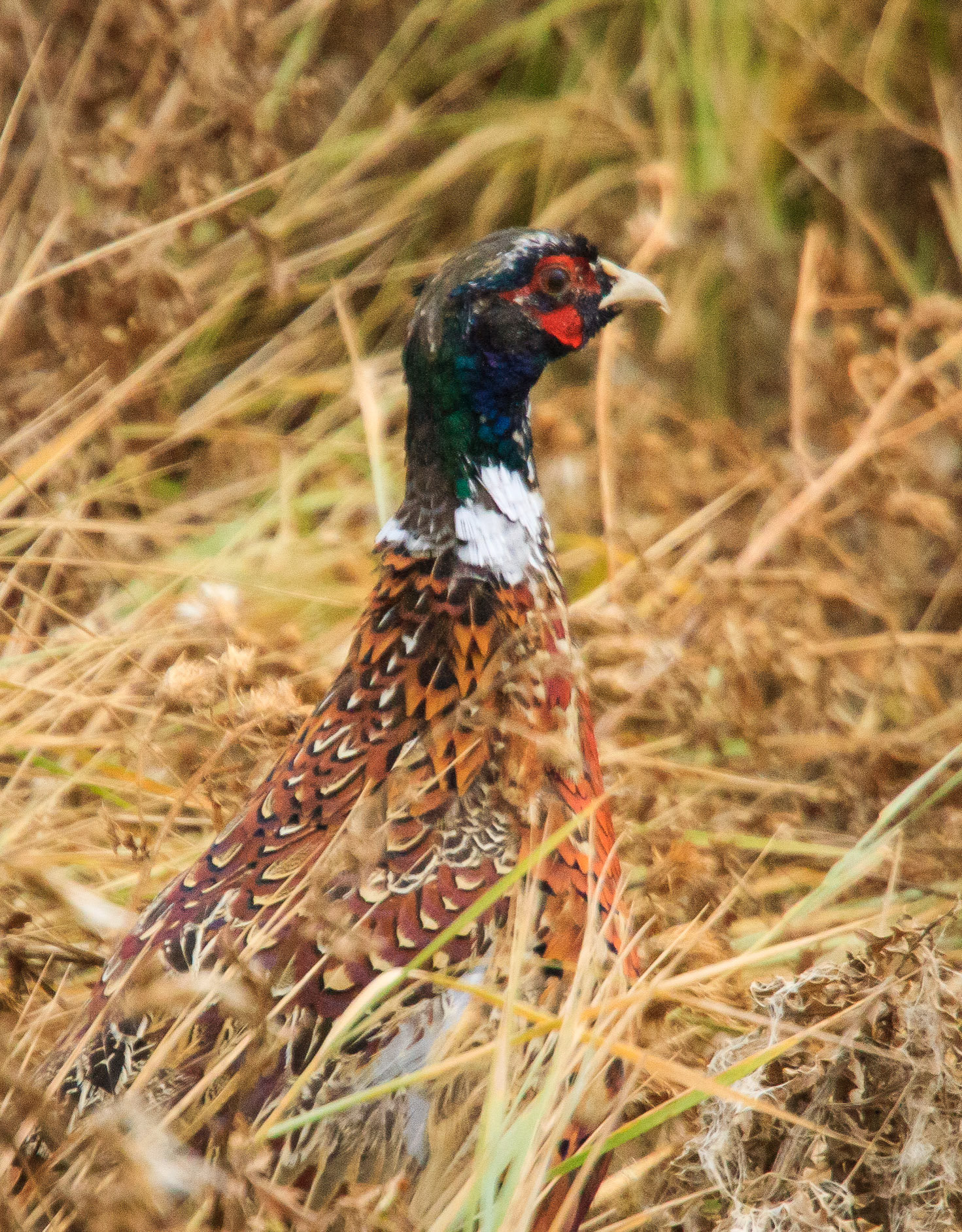 Pheasant