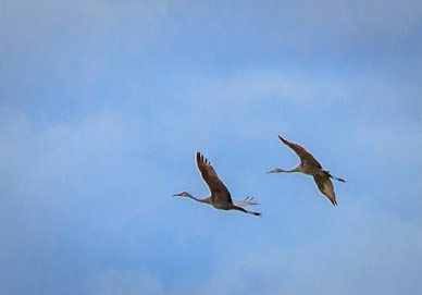 Sandhill Cranes