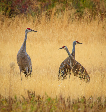 Sandhill Cranes