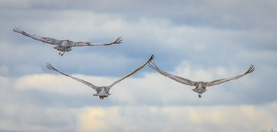 Sandhill Cranes