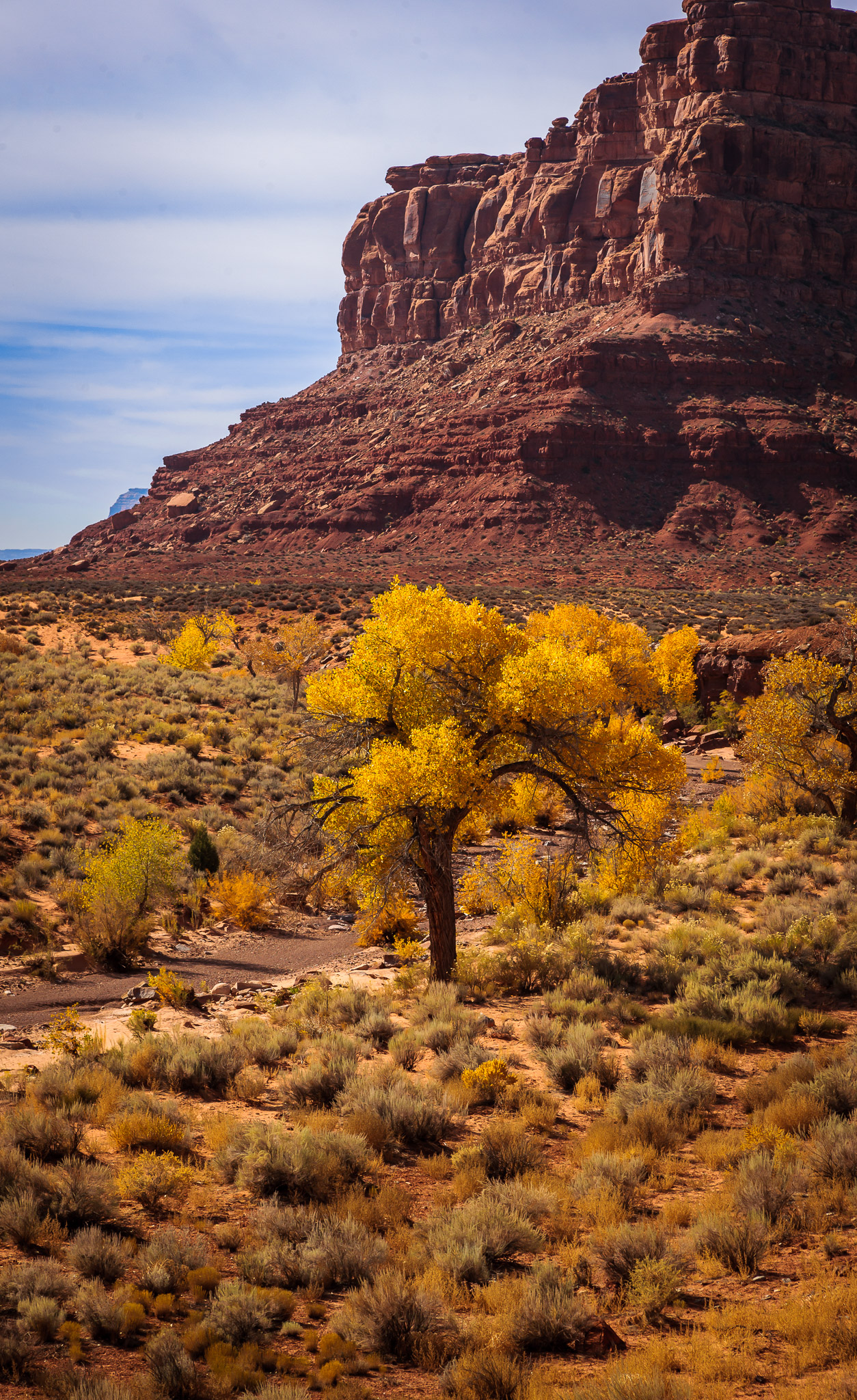 Cottonwoods, Valley of the Gods