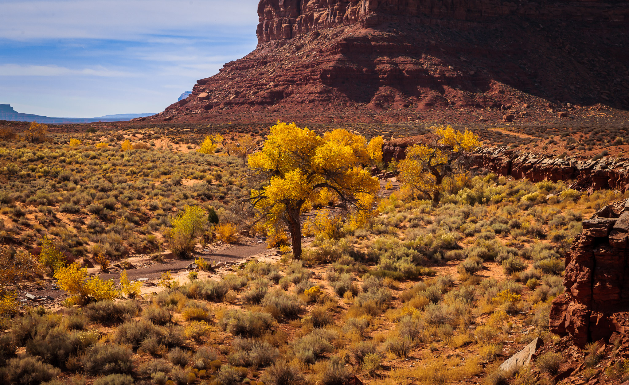 Cottonwoods, Valley of the Gods