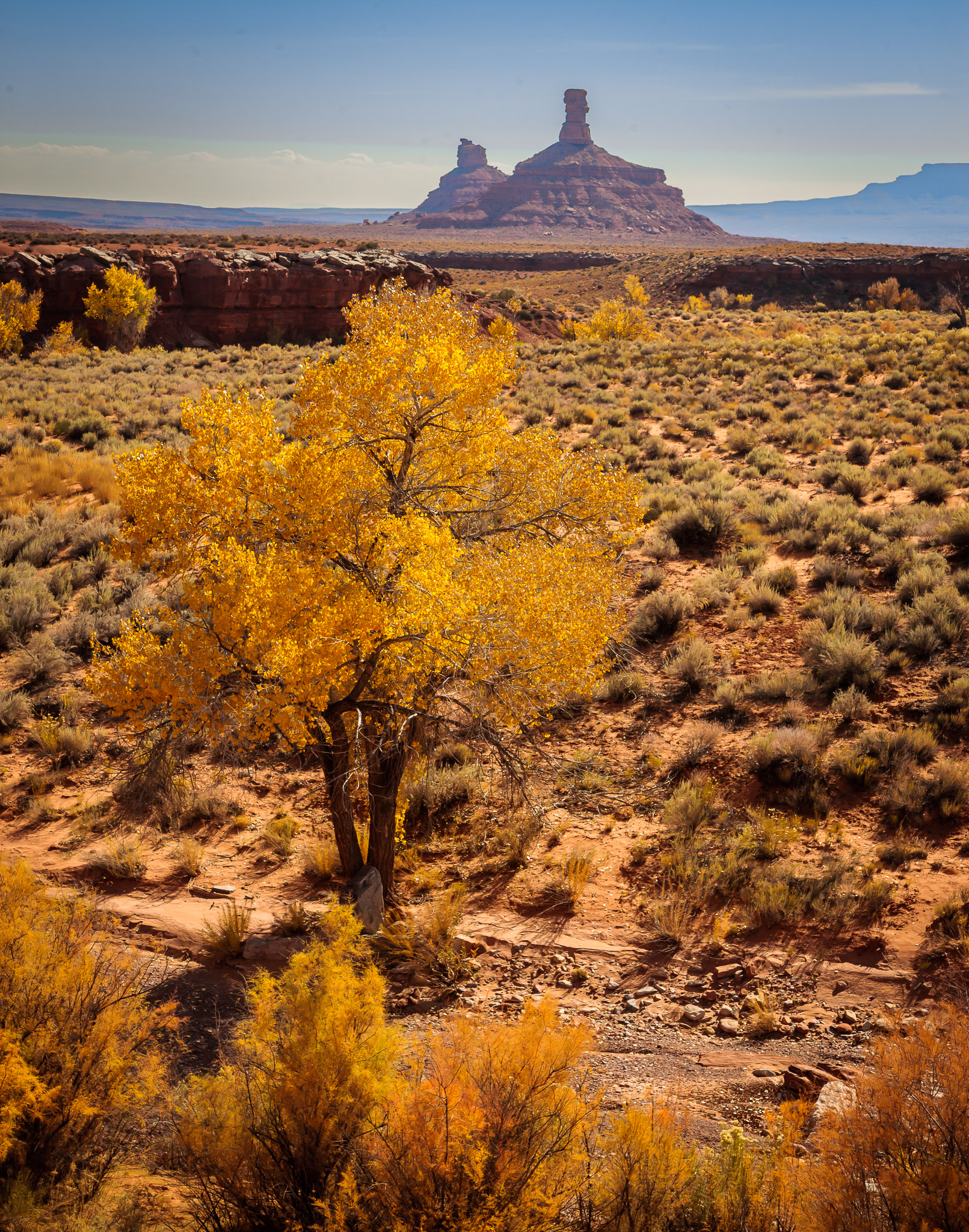 Cottonwoods, Pyramid Peak in distance, Valley of the Gods