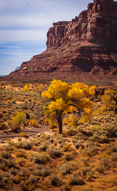 Cottonwoods, Valley of the Gods