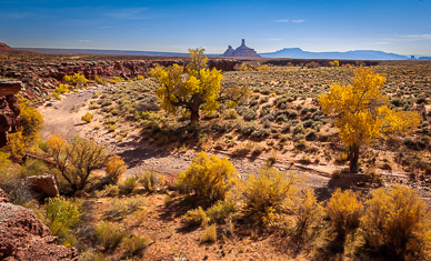 Cottonwoods, Pyramid Peak in distance, Valley of the Gods