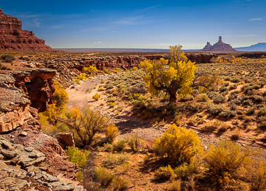 Cottonwoods, Pyramid Peak in distance, Valley of the Gods