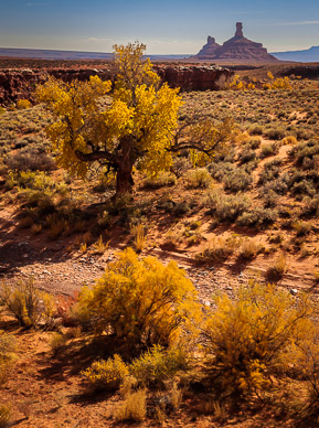 Cottonwoods, Pyramid Peak in distance, Valley of the Gods